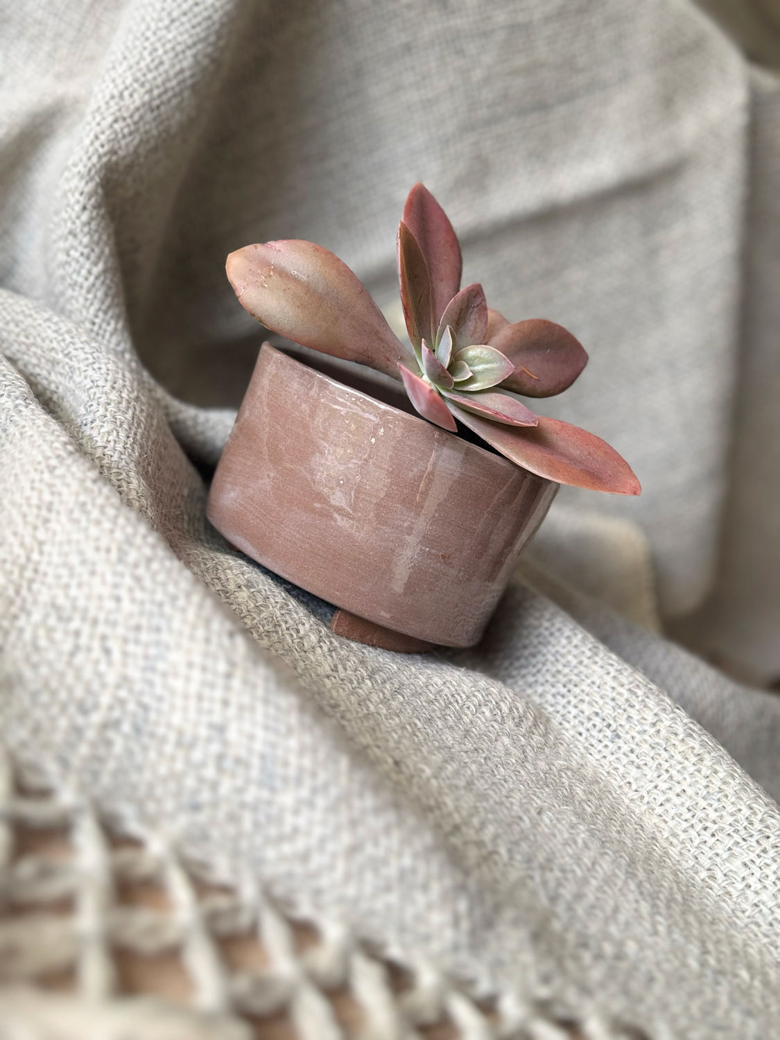 Maceta bonsai